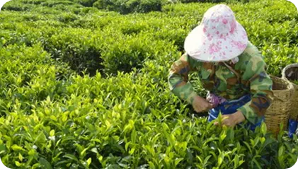 A YiYa termékek gyártásának alapja